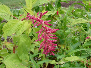 Love Lies Bleeding
