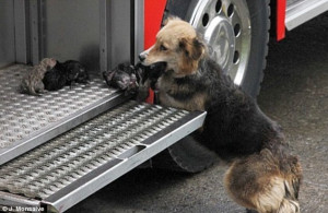 heroic mother dog saved her ten-day-old puppies from a house fire ...