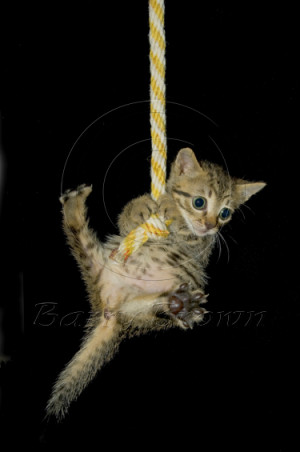 Kitten-at-the-end-of-a-rope