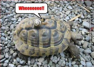 Tags: Ride , Snail , Speed , Turtle