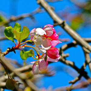 Demure Cherry Blossom Photograph