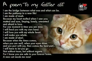 ... this foster mom is what they call a foster failure due to my 5 cats