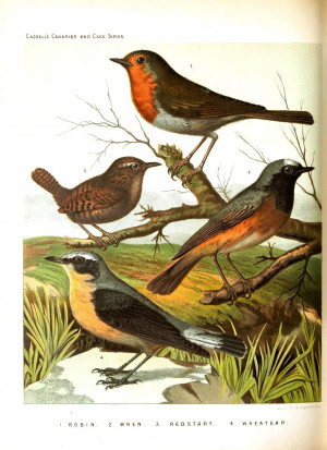 Free Vintage Illustrations of Birds