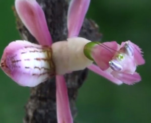Pink Preying Mantis Looks Exactly Like an Orchid Flower