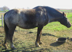 Discuss Any Foundation Appaloosa breeders here? at the Horse Breeding ...