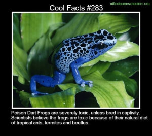 Cool facts #283 http://animals.pawnation.com/poisonous-frogs-pacific ...