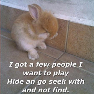 cute bunny sayings funny 3 cute bunny sayings funny 4