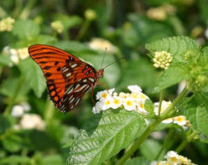 Butterfly, 8 x 10 Photograph Print Art Bug Insect Orange Summer Nature ...