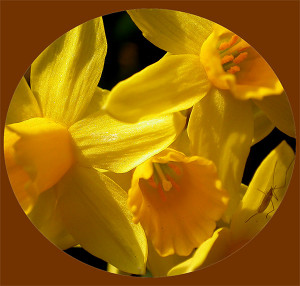 Daffodils with Quotes
