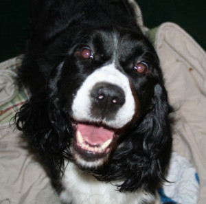 How long should I wait after my pet dog dies to get another one?