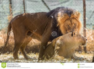 Lion And Lioness Love Quotes Lion and lioness love