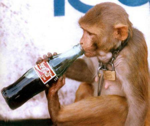 Funny Monkey Drinking Cocacola