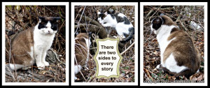 .com/two-sides-to-every-cat-story/two-sides-to-every-story-cat-quote ...