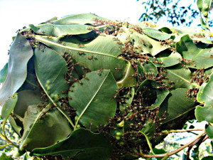 alliteration poem about insects