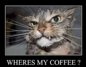 somebody give this cat some coffee quick dennys funny quotes funny ...