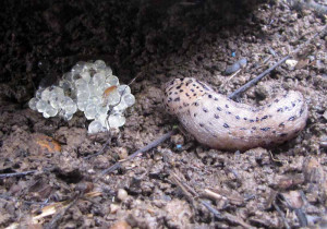 These Are The Confluence...