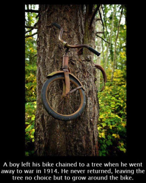 bike-stuck-in-a-tree.jpg