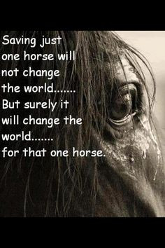 Change one life for that horse ♥ More