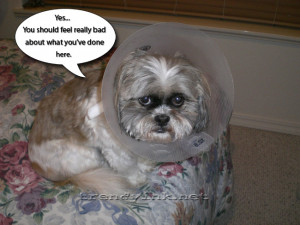 Dog With Cone Shares Opinion To Master