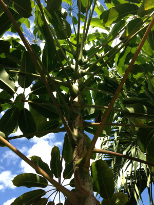 South Florida Tree Identification