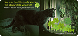 ... day glitter quotes st patricks day st patricks day quotes pictures