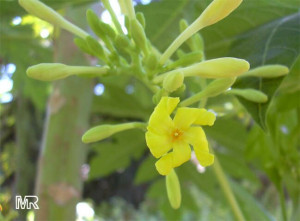 Male Papaya Flower