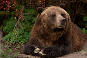 ... Bear from Federal Protection List, Potentially Open Hunting Season