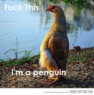 Funny Chicken walking Penguin (FunnyPica.com)