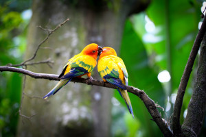 Love Birds, Tedy Tung