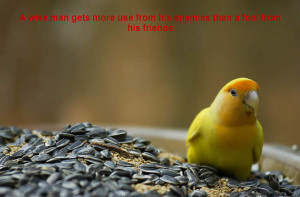 Beautiful Birds Wallpapers with Inspiration Quotes