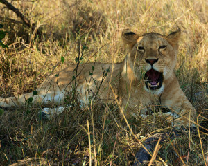 Lioness chasing guinea 2