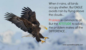 ... birds-occupy-shelter-but-eagle-avoids-rain-by-flying-above-the-clouds