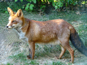 Wild Animal Lola The Fox