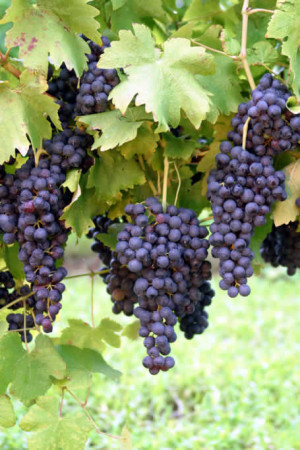 Growing_Grapevines