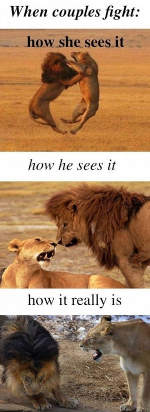 Funny lion and lioness picture