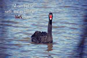 swans-quotes-8.jpg