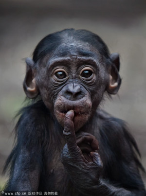 德国摄影师拍摄猩猩喜怒哀乐表情
