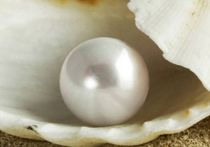 Naga Pearl Farm - Amazing pearl in oyster images