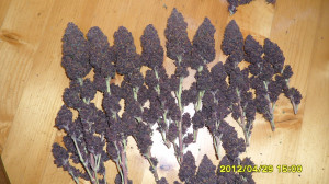 purple-plant-Highflyrjd%20RI%20MMP--purple-plants-cannabis.JPG