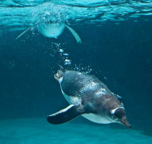 Gentoo Penguin Swimmi... )