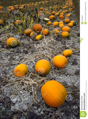 Jesie Autumn Nature Scenery...