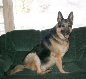 BIG DOG - Cheyenne