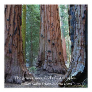 Temple of the Groves - Sacred Sequoia Trees, Quote Print