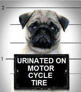 Mug shot, yep, guilty.