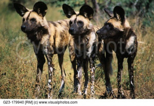 African Hunting Dog Lycaon...