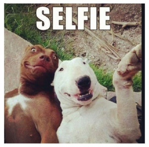 instagram graphics instagram quotes selfie pitbullsDogs Selfie ...