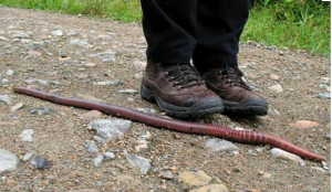 Faizon Love Big Worm Friday