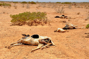 Livestock lay dead during the East Africa famine last year. Photo by ...