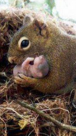 ... baby!: Babies, Sweet, Mothers, Mongoose, Coming Back, Baby Squirrels