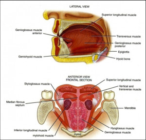 Superior Longitudinal Muscle Of Tongue